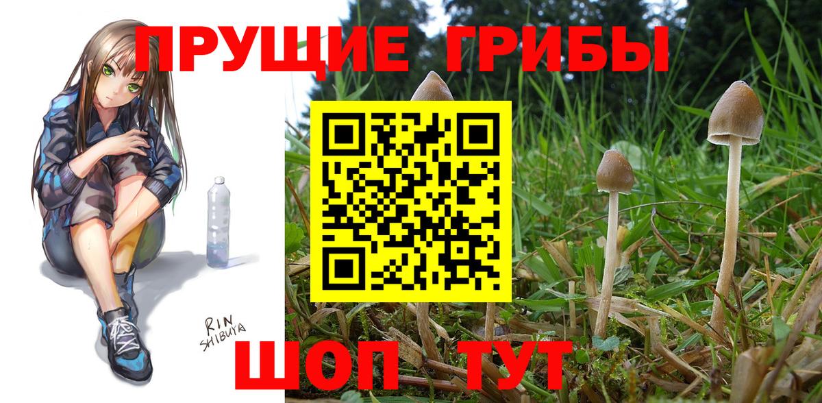 Канаш  Галлюциногенные грибы Psilocybe  Вход с VPN 